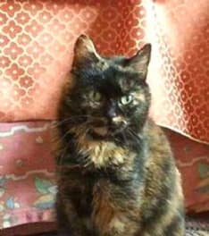 IVREA - Micina smarrita in zona via San Lorenzo