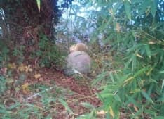 CHIAVERANO - Ladri rubano i fiori in via Burolo. Vandali lanciano nel lago Sirio i panettoni di cemento