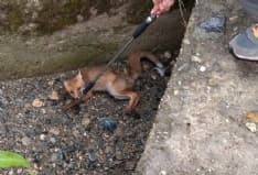 CANDIA CANAVESE - Non ce l'ha fatta la volpe investita trovata in un fosso lungo la provinciale