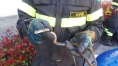 VISCHE - Un piccolo serpente sbuca dal motore dell'auto: recuperato dai vigili del fuoco - FOTO