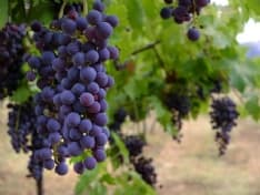 CAREMA - Anche il Canavese nel drecreto sui vigneti eroici e sui vigneti storici