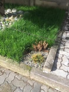 SALASSA - Ladri in azione rubano i fiori dal cimitero