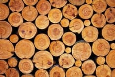 VICO CANAVESE - Asta pubblica per vendere il legname