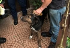 CIRIE' - Partono per le ferie e abbandonano il cane: salvato dai vigili