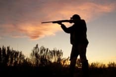 CHIVASSO - Allarme cinghiali. Coldiretti: «Danni alle aziende agricole insostenibili nell'anno del covid»