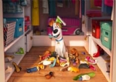 Pets – Vita da animali