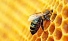 CANAVESE - Caldo anomalo, rischiano di morire le api risvegliate dalle temperature primaverili