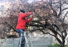 CUORGNE' - Il consigliere comunale raccoglie i cachi e li dona alla casa di riposo