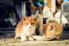 SALERANO CANAVESE - Troppi gatti randagi in paese: il Comune avvia la campagna di sterilizzazione