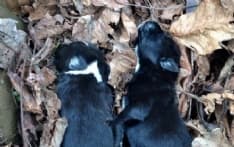 CANAVESE - Cuccioli uccisi senza motivo a Cuorgnè - FOTO