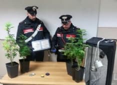 IVREA - Piantine di marijuana coltivate nell'armadio di casa: due 19enni denunciati dai carabinieri