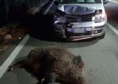 CANAVESE - «Contro i cinghiali, i cacciatori anche su strade vicinali»