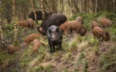 CANAVESE - Danni da cinghiali aumentati del 60%. La Coldiretti attacca: «Pochi animali abbattuti e rimborsi in ritardo»