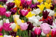 CASTELLAMONTE - Festa dei fiori e delle piante