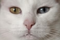 IVREA - Troppi mici abbandonati: il gattile è al collasso. I volontari chiedono aiuto