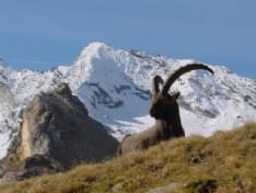 GRAN PARADISO - Il 5 per 1000 aiuta a salvare gli stambecchi