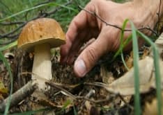 CASTELNUOVO NIGRA - Bimbo multato per aver raccolto un fungo: parte il ricorso contro l'assurda sanzione