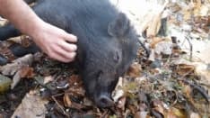 LA STORIA - Il cinghiale amico dell'uomo freddato da un bracconiere - VIDEO