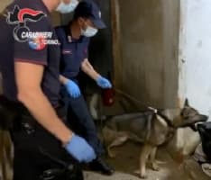 LOMBARDORE - La villetta trasformata in un fortino della droga: 27enne arrestato dai carabinieri di Leini - VIDEO