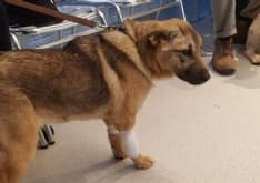 LEINI - Fuori pericolo il cane che è stato investito da un'auto pirata