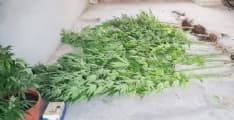 RIVARA-FORNO CANAVESE - Blitz antidroga dei carabinieri: trovata una piantagione di marijuana - FOTO
