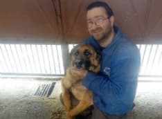 VISCHE - Cane mette in fuga i ladri: ferito da una coltellata