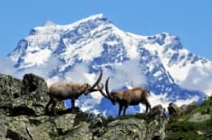 PARCO GRAN PARADISO - La più antica area protetta d'Italia compie 100 anni
