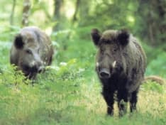 CANAVESE - Da lunedi otto aprile si apre la caccia ai cinghiali