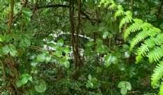 CASTELLAMONTE - Incidente in frazione San Giovanni: con l'auto finisce dritta nella scarpata - FOTO