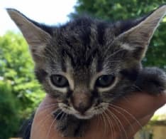 RIVAROLO - Finti gattari cercano soldi spacciandosi per volontari pro-gatti