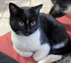 FELETTO - Appello per ritrovare la gatta Minù smarrita da via Luigi Chiala