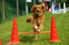 RIVAROLO CANAVESE - Walkway dogs a Vesignano