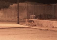CUORGNE' - «C'è un lupo che gira tra le case»: scatta l'allarme ma è un lupo cecoslovacco (un cane) - FOTO