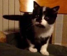 PRASCORSANO - Gattino buttato nel cassonetto sopravvive e trova una nuova famiglia