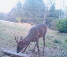 BELMONTE - Gli animali si riprendono il parco dopo l'incendio che ha devastato la riserva naturale