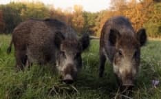 CANAVESE - «Invasione» di cinghiali: il sindaco di Bollengo chiede al Prefetto l'intervento dei cacciatori