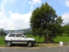 RUEGLIO - Lavori in corso per salvare il mitico «Albero delle Streghe» - FOTO