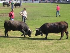 FAVRIA - Battaglia delle Reines: animalisti sul piede di guerra