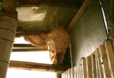 FAVRIA - I calabroni mettono a rischio un matrimonio