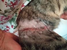 BORGOFRANCO - Trappole metalliche anti-gatto: caccia all'idiota