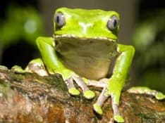 SALUTE - Il rimedio delle rane stressate