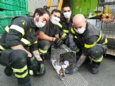 GATTINI IN SALVO - Incastrati in un muro, li recuperano i vigili del fuoco con la termocamera - VIDEO