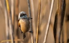 CANDIA - Record di uccelli censiti nel parco del lago