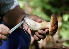 IVREA-CHIVASSO-CIRIE' - Come mangiare funghi evitando quelli velenosi