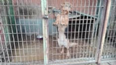 CALUSO - Cani maltrattati in una cascina: quattro sequestri - FOTO