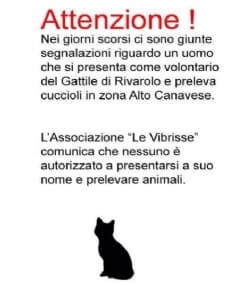 CASTELLAMONTE - Gattini abbandonati in piazza Repubblica