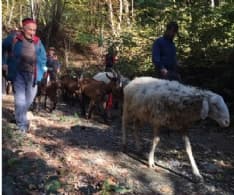 COLLERETTO CASTELNUOVO - Transumanza delle capre: una festa per grandi e piccini - FOTO e VIDEO