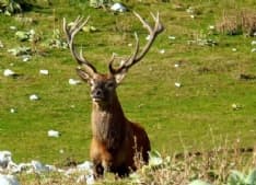 SPARONE - Cervo ucciso: i cacciatori prendono le distanze dal brutto episodio