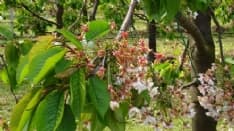 CANAVESE - Maltempo: riconosciuto lo stato di calamità per le gelate di inizio aprile 2021 che hanno devastato l'agricoltura