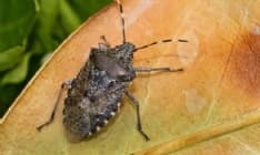 CANAVESE - Invasione di cimici asiatiche: dalla Regione un vademecum contro l'ospite indesiderato